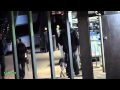 Gordon a passear os c�es de Bill e Tom