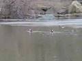 Dance of the Hooded Mergansers