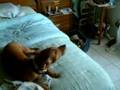 Dogs singing along to the phone