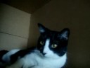 karate cat