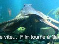 pieuvre à Nausicaa