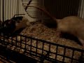 My rat Ixlit freaking out that her sister and myself were going to steal her nut away from her. She whines a lot.