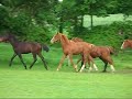 De Vito : Don Primero x Fabriano (alezan licol bleu)Déjà Vu : Don Ricoss x Hohenstein (alezan sans licol)Celtic Dance : Chequille Z x Joie de Vivre (alezan licol jaune)Dash Of Class : Di Caprio x Brentano II (bai brun sans licol)Sir Weltmeyer : Sandro Hit x Weltmeyer (noir licol vert)