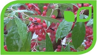 Pointilla Berries in Northern Germany