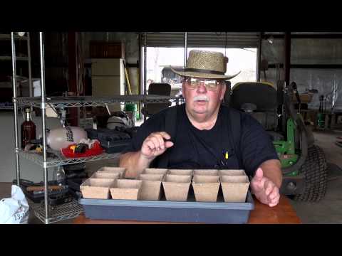how to replant tomato seeds