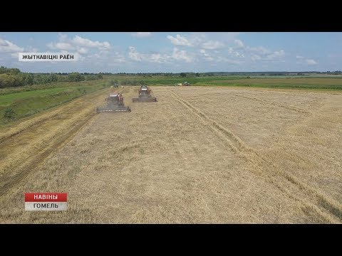Житковичский район в лидерах по урожайности зерновых