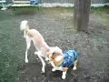 Goro@Welsh corgi 20061129 Saluki