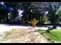 videos de pato