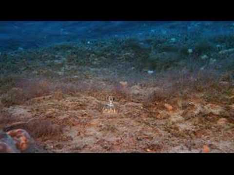 Californian mantis shrimp (deep sea)