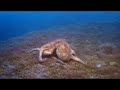 Californian mantis shrimp (deep sea)