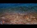 Californian mantis shrimp (deep sea)