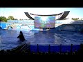 Shamu at Sea World 11 27 09