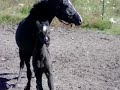 Black Half-Arabian Colt