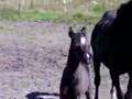 Black Half-Arabian Colt