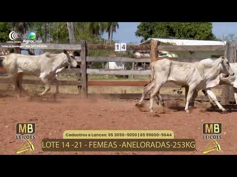 516� LEIL�O VIRTUAL MB LEIL�ES