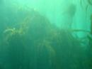 Point Lobos Kelp Forest