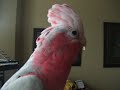 See Video