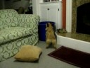 max the dog