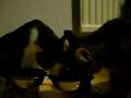 figaro och byron äter.MOV
