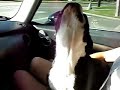 Headbangger Boston Terrier