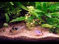 Microgeophagus ramirezi dwarf cichlids breeding part 3
