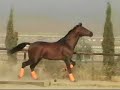 caballos de pura raza española, caballos p.r.e., venta de caballos y yeguas