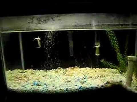 Needlefish Eats "Rosy-Red" Feeder Fish
