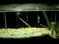 Needlefish Eats \"Rosy-Red\" Feeder Fish