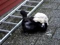 Två vildkatter som slåss. (Two cats fighting.)