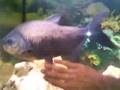 videos de pyranna taille xxl 50 cm 5 ans
