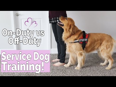 video-linktoworks-Service Dog Training Philosophy: How I Trained my...