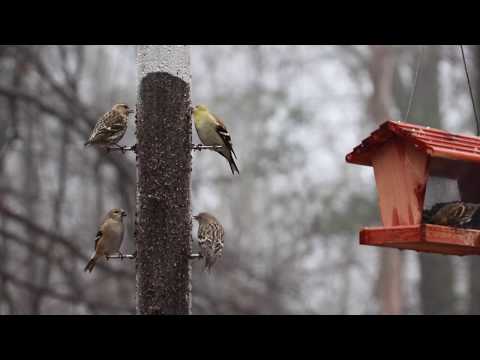 Pine siskin vs. American goldfinch video | Birds of New England.com
