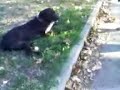Diatriba tra cani - Discovery \"Pizzi\" Channel