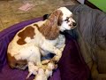 2 day old Cocker Spaniel Puppies and SuzieQ 2 day old Cocker Spaniel Puppies and SuzieQ