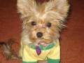 I would like to proudly introduce to you \"DOOGLE\" I would like to proudly introduce to you \"DOOGLE\"