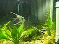 Meu primeiro plantado, com fauna(barbos aurulius), era Mês de março quando montei, era 72 litros hoje no este aquario deu lugar a 115 litros densamente plantado, e me pergunto onde vou parar???? 