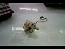 Watch Truffy taking his first Canine Good Citizen test at Petco.