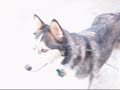 My Siberian Husky\