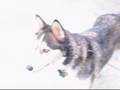 My Siberian Husky's Skillz