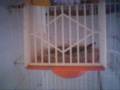 Serin