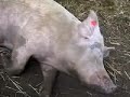 teletourville à la rencontre des animaux  susie q mix 