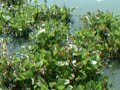 Thailand, RSTDC : Water-Hyacinth, Big Potential for Energy