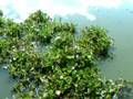 videos de Thailand, RSTDC : Water-Hyacinth, Big Potential for Energy