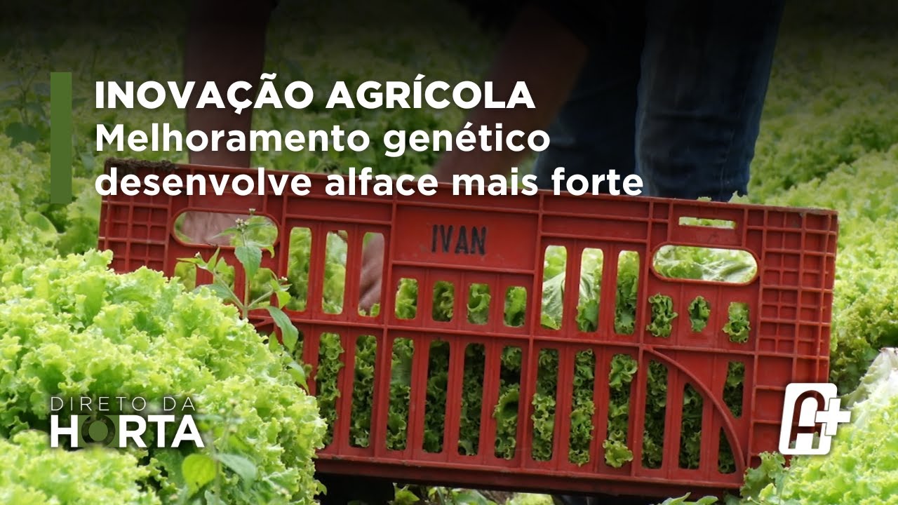 Inovação agrícola: melhoramento genético desenvolve alface mais forte e resistente