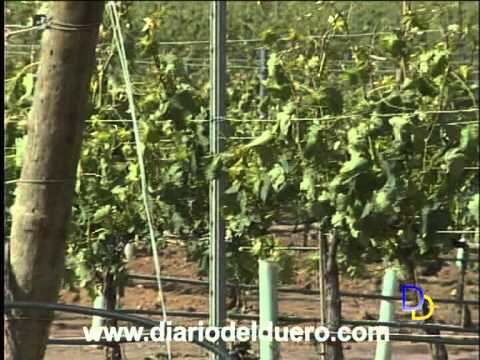Imagen de previsualización de YouTube