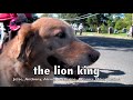 the lion king trailer sweded from orb fall retreat!!