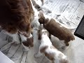 puppies