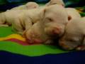 Dogo Argentino aka Dogo Argentina puppies new born