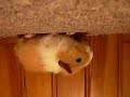Spider-cochon d\
