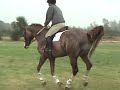 FLASHY Hunter jumper Oldenburg Horse for sale